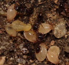 Paracletus cimiciformis