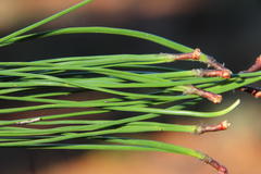 Pinus elliottii elliottii