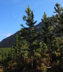 Pinus elliottii elliottii