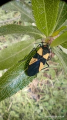 Oncopeltus orourkeae