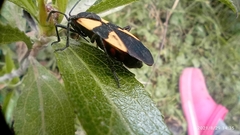 Oncopeltus orourkeae