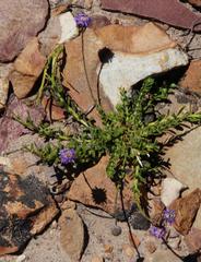 Pseudoselago similis