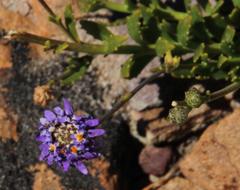 Pseudoselago similis