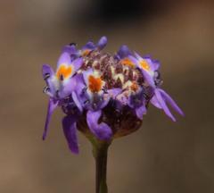 Pseudoselago similis