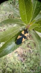 Oncopeltus orourkeae