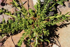 Pseudoselago similis