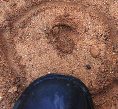 Tragelaphus sylvaticus sylvaticus