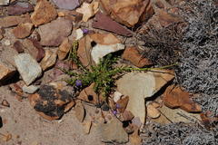 Pseudoselago similis