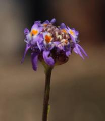 Pseudoselago similis
