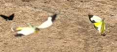 Abaeis mexicana