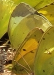 Abaeis mexicana