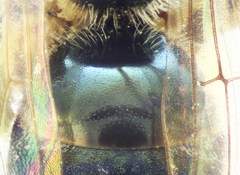 Lasioglossum lissonotus