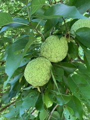 Maclura pomifera