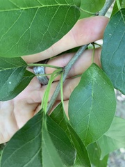 Maclura pomifera