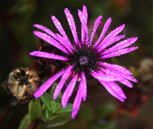 Erepsia pentagona