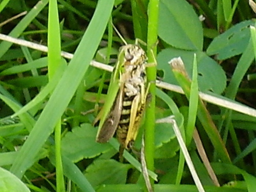 koník zelený (Omocestus viridulus)