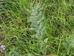 Amorpha canescens