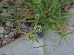Dactyloctenium radulans