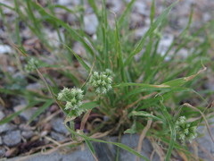 Dactyloctenium radulans