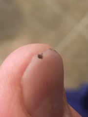 Amblyomma americanum