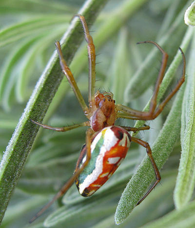 Masked Vlei Spider