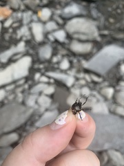 Cosmopepla lintneriana