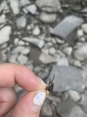 Cosmopepla lintneriana