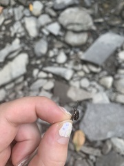 Cosmopepla lintneriana