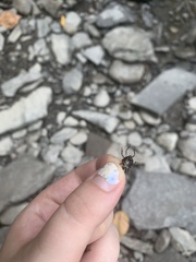 Cosmopepla lintneriana