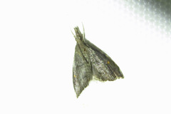 Microcausta bipunctalis