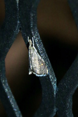 Microcausta bipunctalis