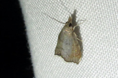 Microcausta bipunctalis