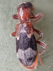 Thanasimus undatulus