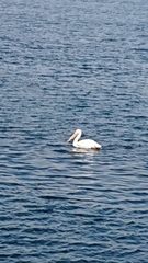 Pelecanus erythrorhynchos