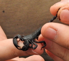 Opisthacanthus capensis