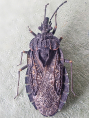 Aradus funestus