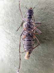 Acmaeops proteus