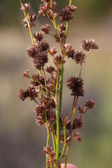 Juncus oxycarpus