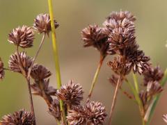 Juncus oxycarpus