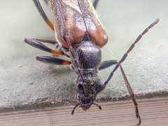 Acmaeops proteus