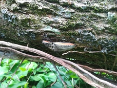 Chalcolepidius rugatus