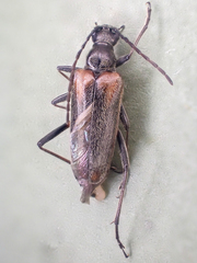 Acmaeops proteus