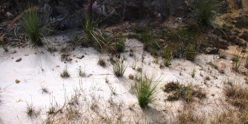 Juncus exsertus (Juncus exsertus)