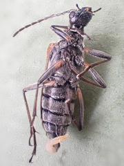 Acmaeops proteus