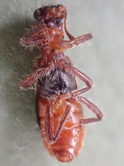 Thanasimus undatulus