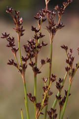 Juncus exsertus