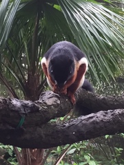 Callosciurus prevostii