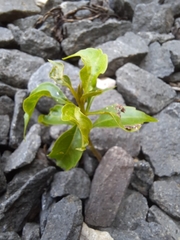 Cinnamomum micranthum