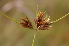 Cyperus polystachyos polystachyos