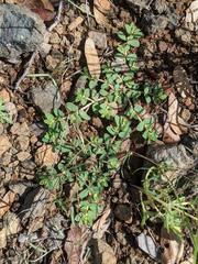 Euphorbia indivisa